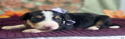 Bernedoodle dogs for sale: Irina - Ad 4