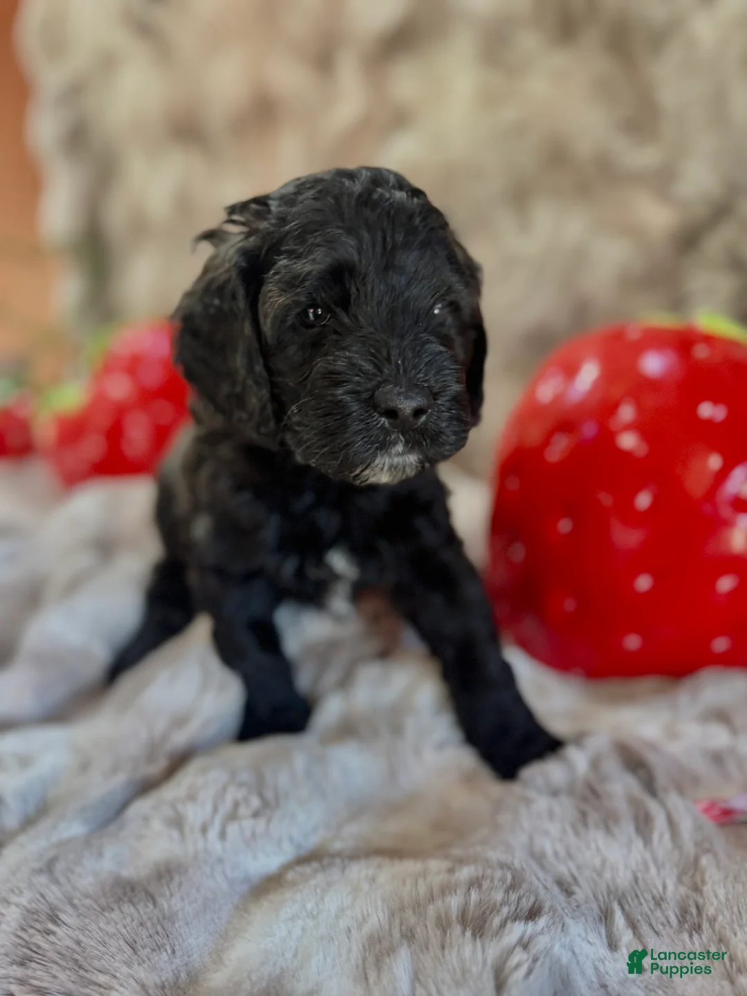 Cockapoo dogs for sale: Cockapoo Puppy 2 - Ad 2