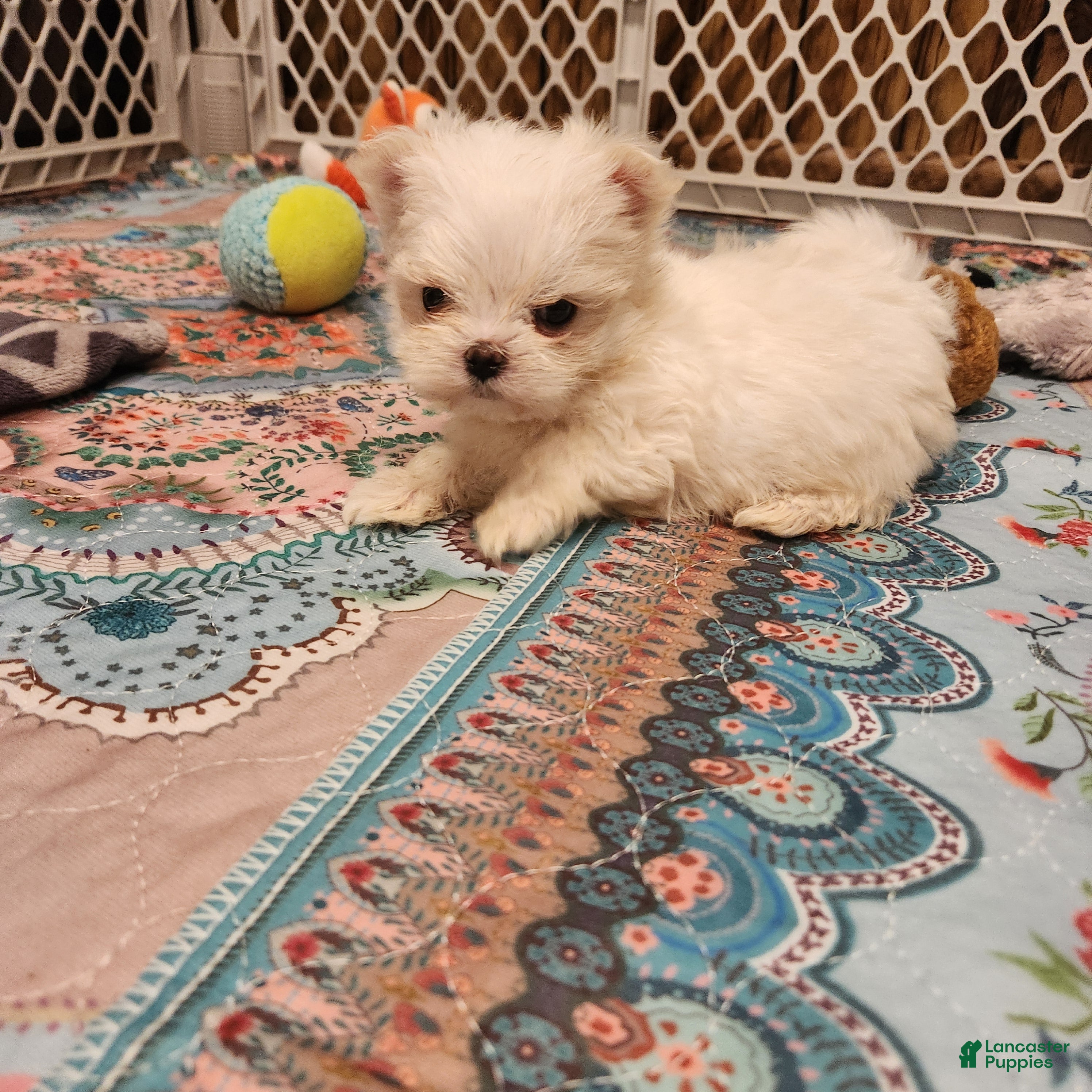 Maltese dogs for sale: Divinity  - Ad 2