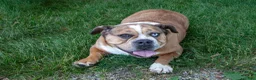 Beabull dogs for sale: Latte Letty - Ad 3