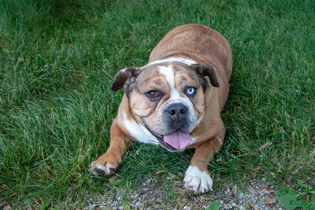 Beabull dogs for sale: Latte Letty - Ad 3