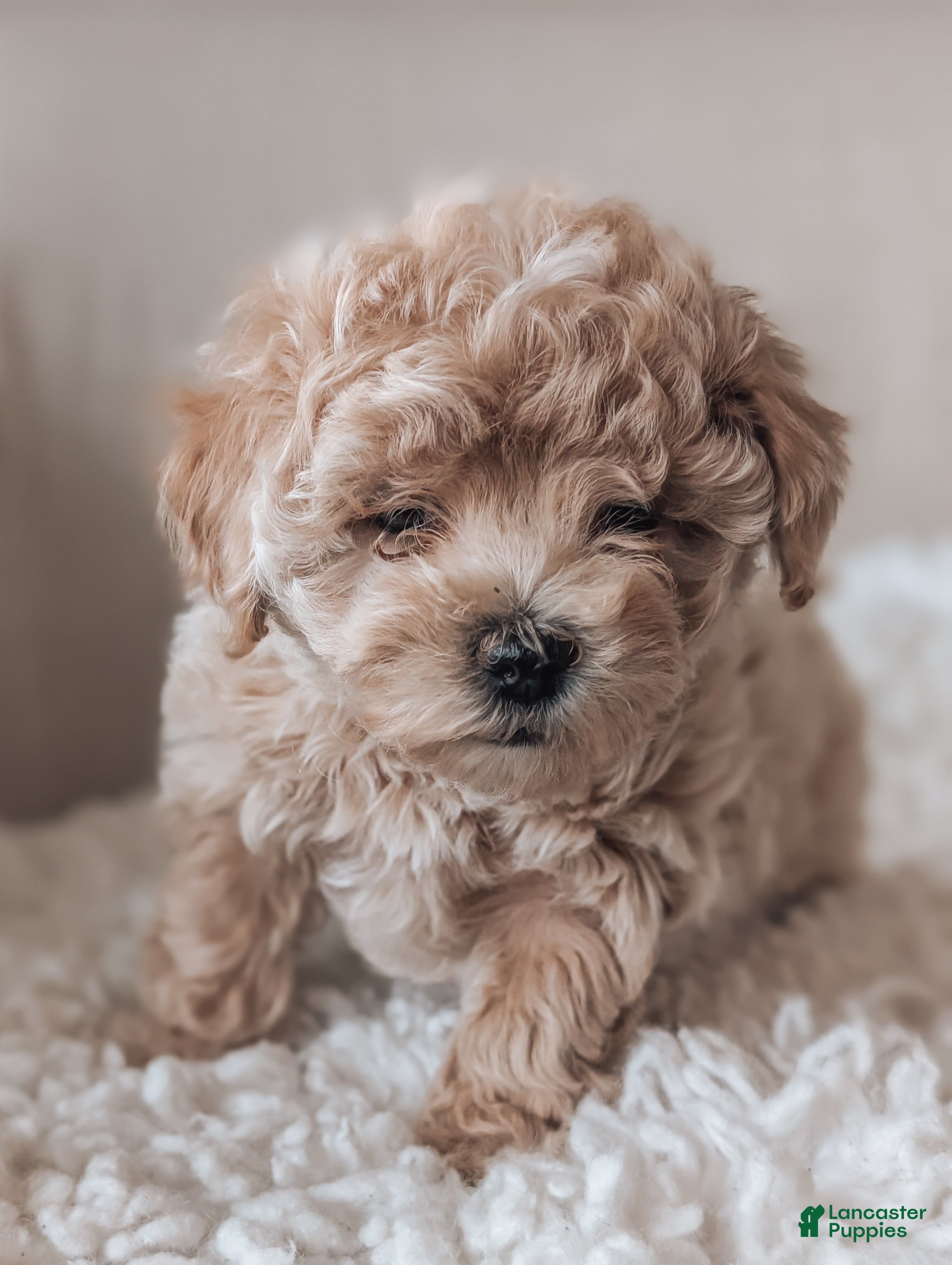 Maltipoo dogs Jenna - Ad 2