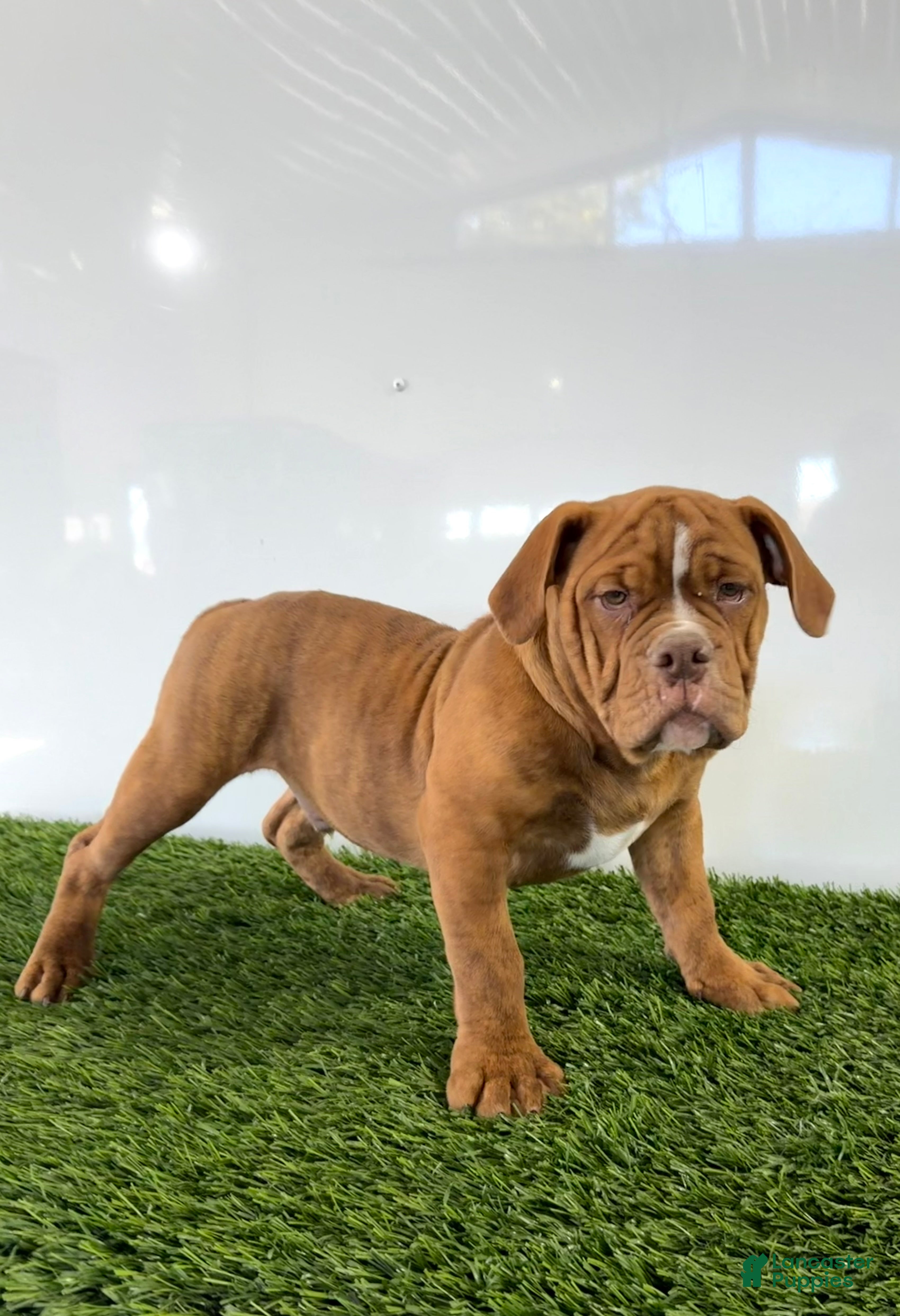 Olde English Bulldogge dogs for sale: Nate - Ad 1