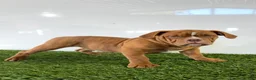 Olde English Bulldogge dogs for sale: Nate - Ad 1