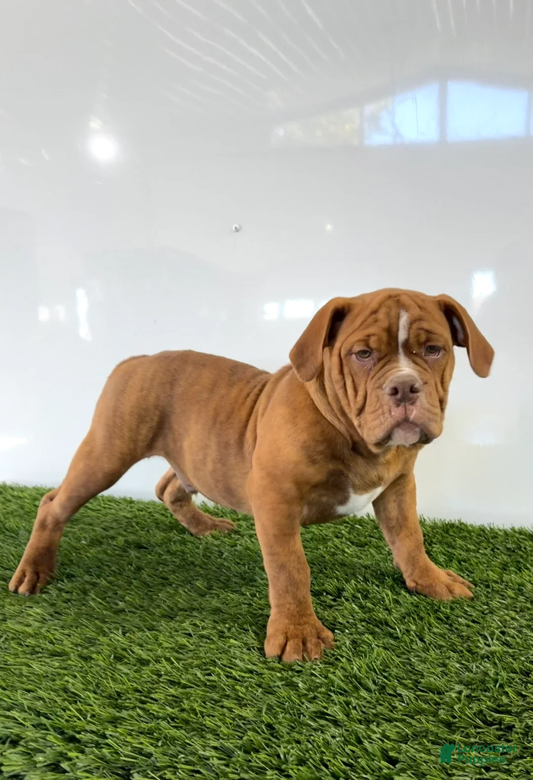 Olde English Bulldogge dogs for sale: Nate - Ad 1