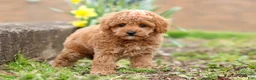 Maltipoo dogs for sale: Brittany - Ad 5