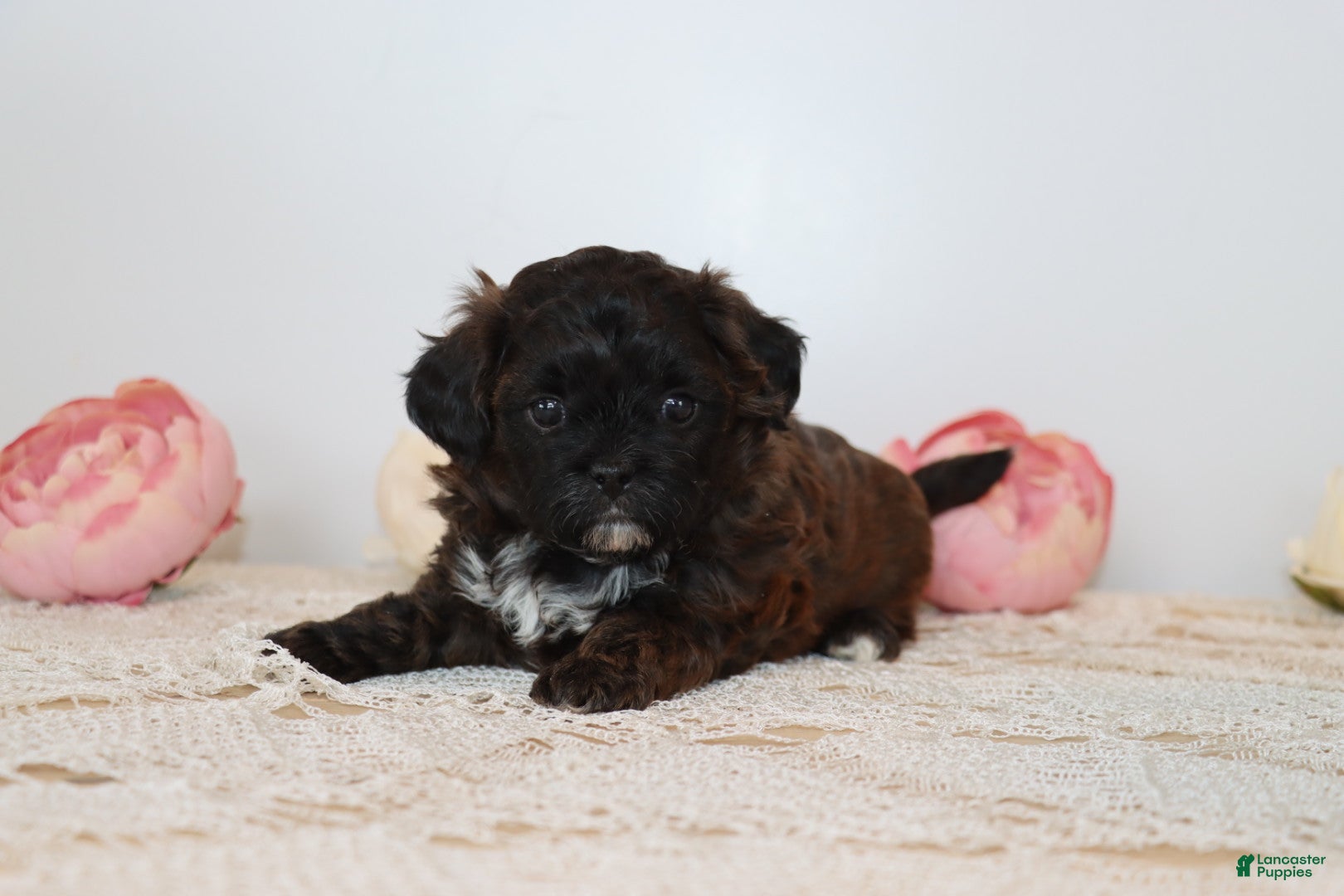 Shihpoo dogs Laura - Ad 19