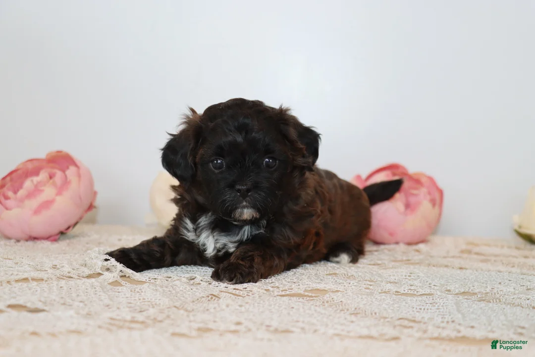 Shihpoo dogs for sale: Laura - Ad 2