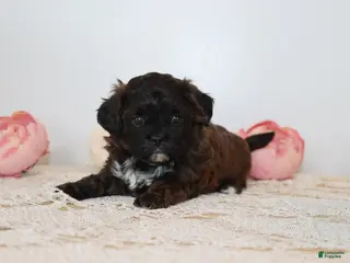 Shihpoo dogs Laura - Ad 19