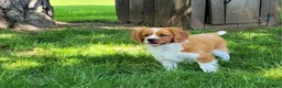 Cavapoo dogs for sale: Cavapoo Puppy 1 - Ad 2