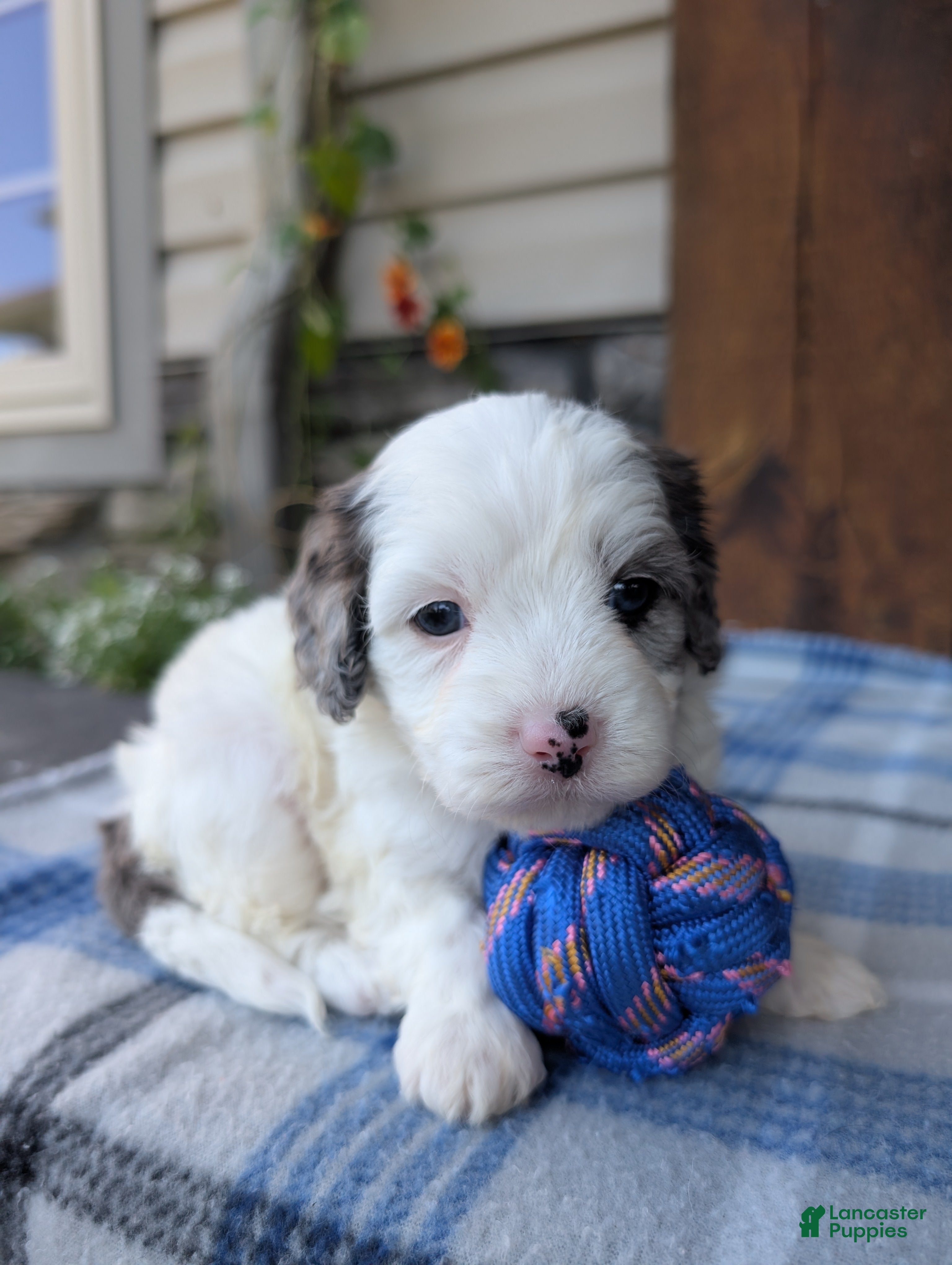 Cavapoo dogs Trio  - Ad 23