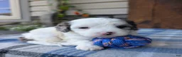 Cavapoo dogs for sale: Trio  - Ad 1
