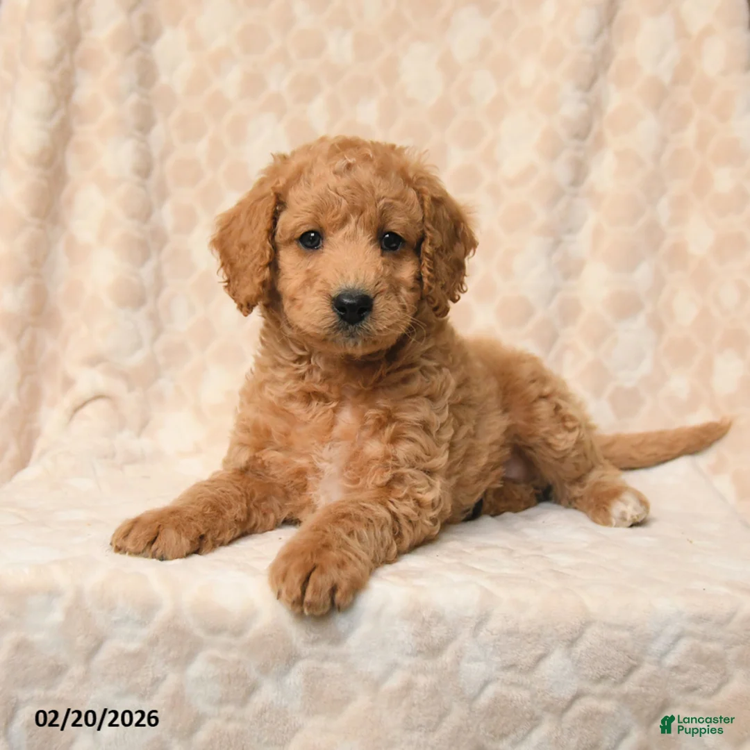 Miniature Poodle dogs for sale: Bella   - Ad 3