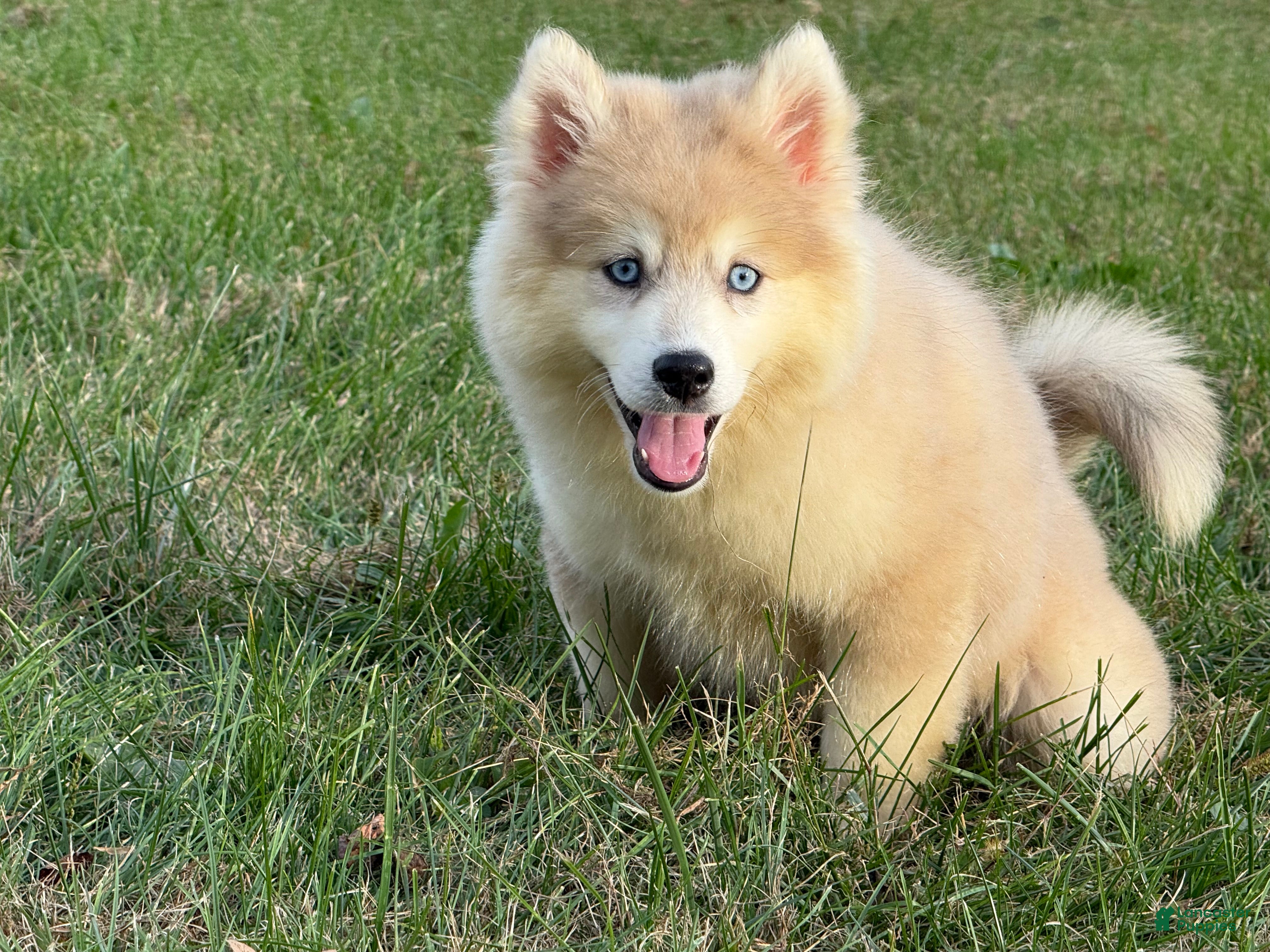 Pomsky dogs for sale: Pomsky Angel - Ad 2