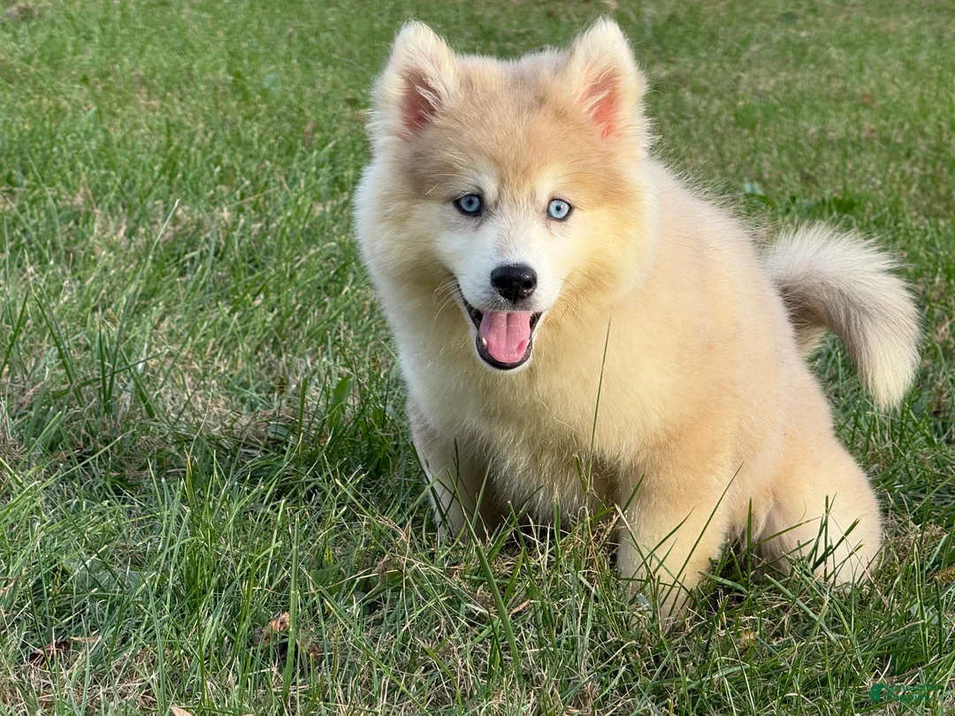Pomsky dogs for sale: Pomsky Angel - Ad 2