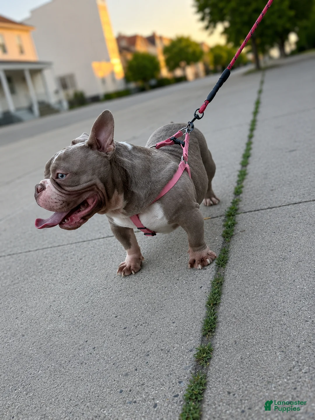 American Bully dogs for sale: Blue  - Ad 2
