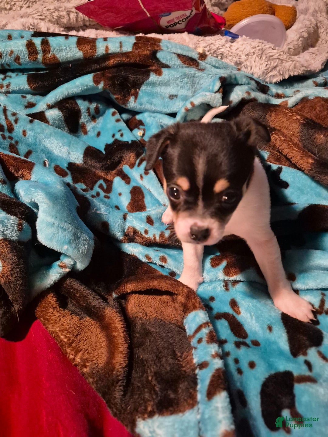 Chihuahua dogs for sale: Dixie - Ad 1