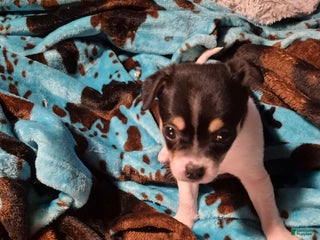 Chihuahua dogs Dixie - Ad 41