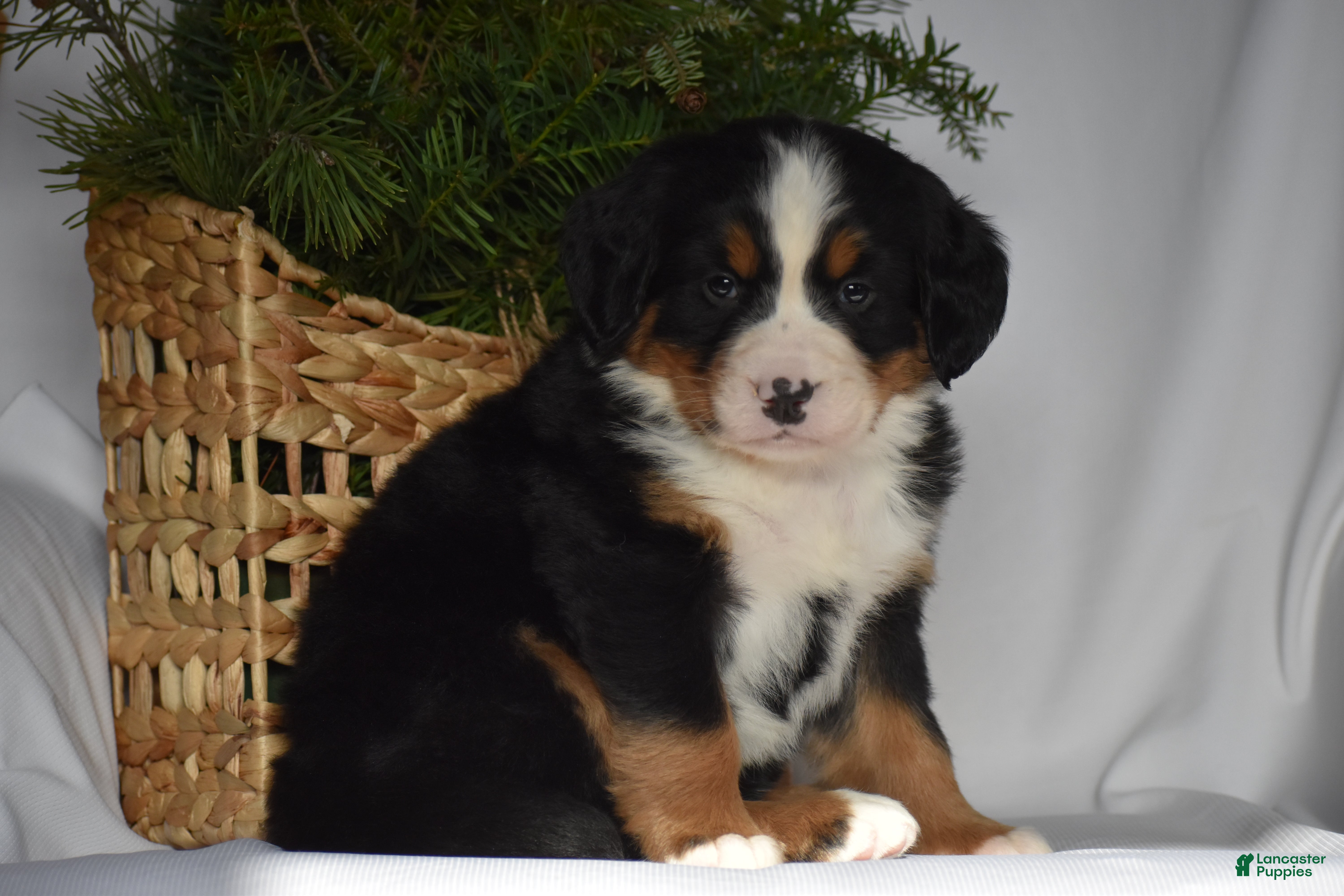 Bernese Mountain Dog dogs Blossom - Ad 24