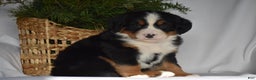 Bernese Mountain Dog dogs for sale: Blossom - Ad 1