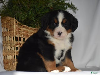 Bernese Mountain Dog dogs Blossom - Ad 39