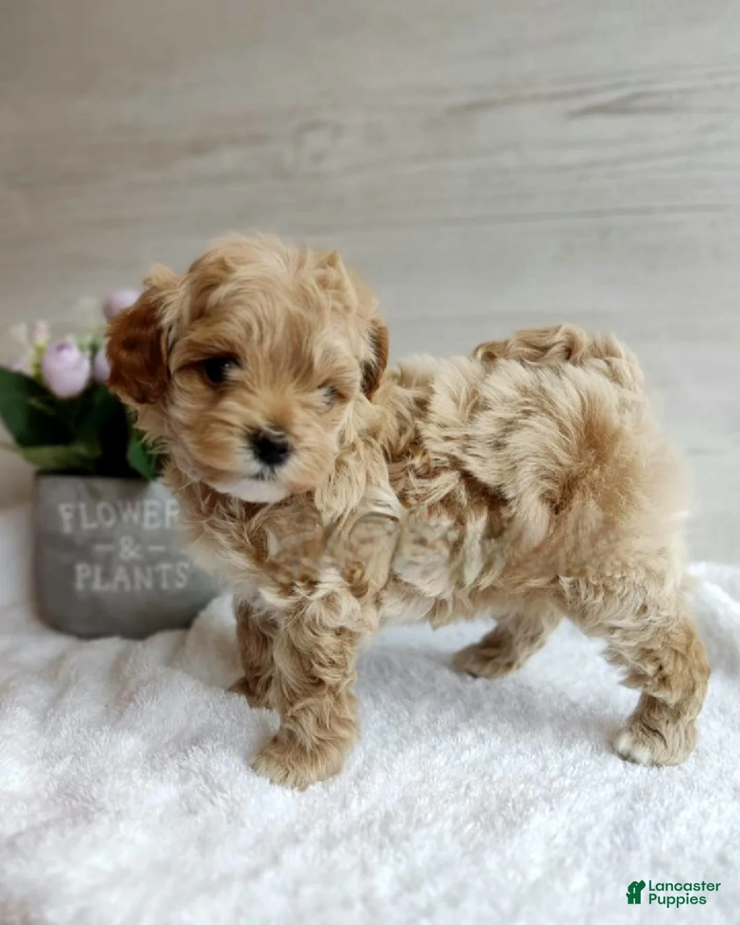 Maltipoo dogs for sale: Joanna - Ad 1
