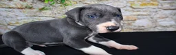 Great Dane dogs for sale: Slate - Ad 18