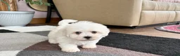 Mixed Breed dogs for sale: Lhasa/Coton male 3 - Ad 9