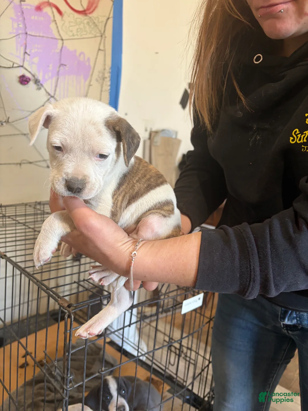 American Bully dogs for sale: American Bully 3 - Ad 2
