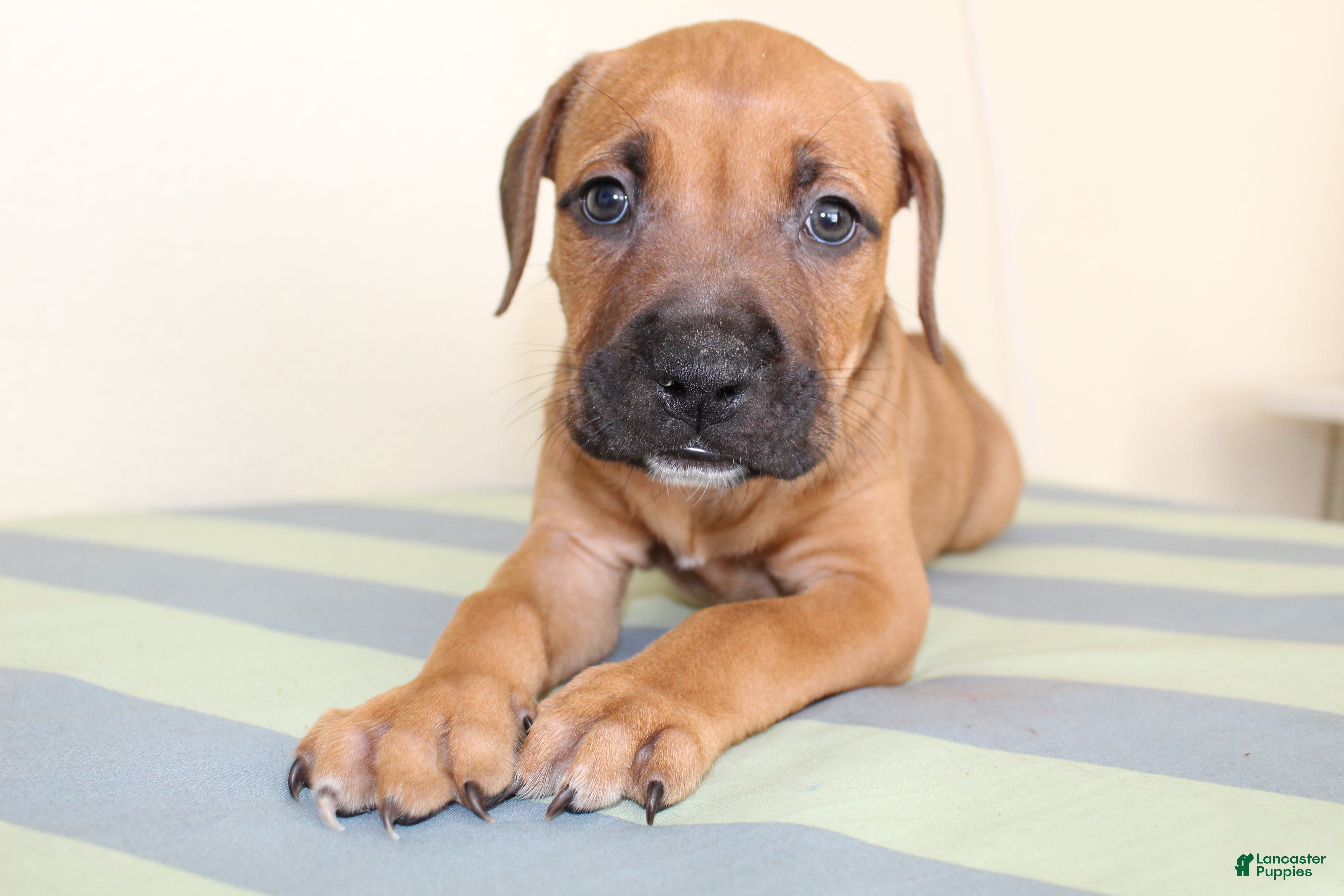 American Bully dogs American Bully 4 - Ad 15