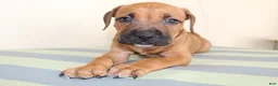 American Bully dogs for sale: American Bully 4 - Ad 1
