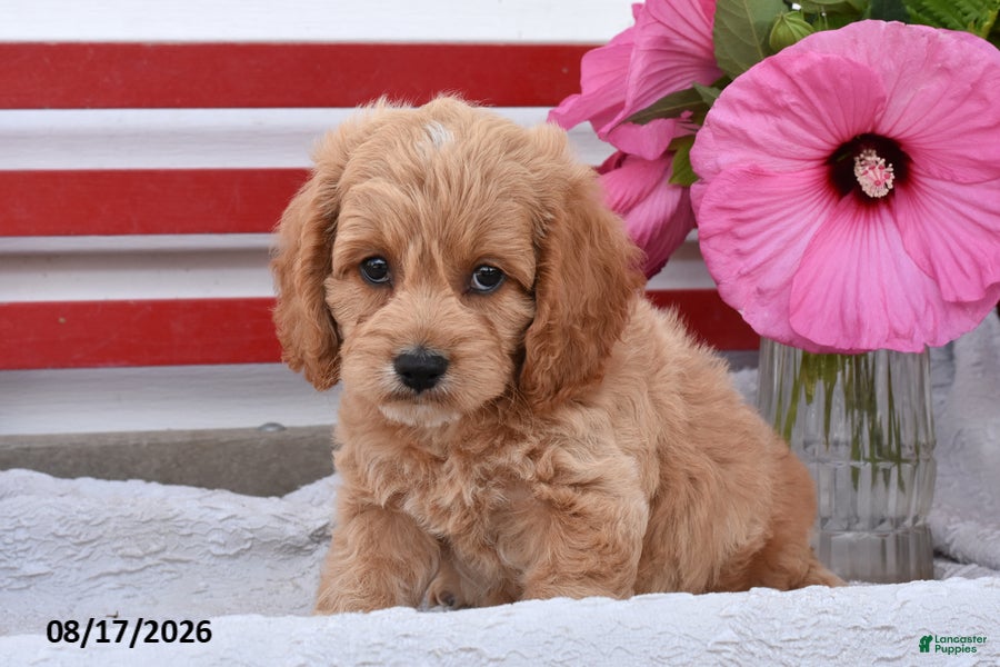 Cockapoo dogs Shannon - Ad 2