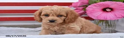 Cockapoo dogs for sale: Shannon - Ad 2