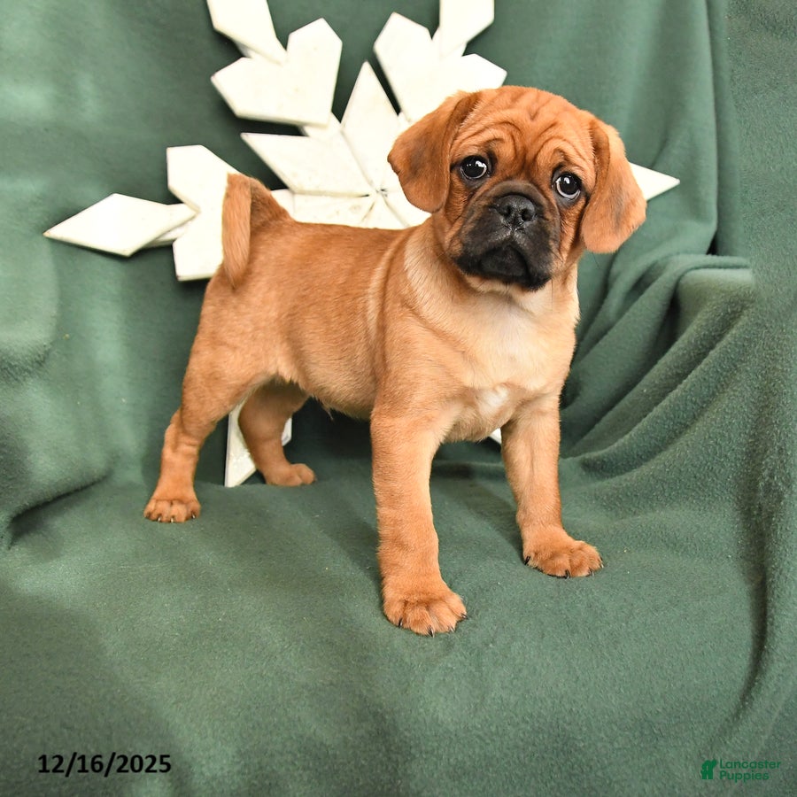 Mixed Breed dogs Rusty - Ad 6