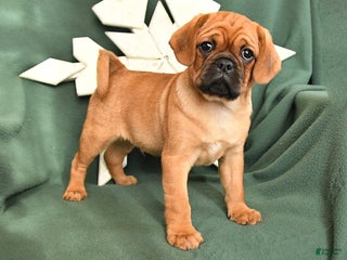 Mixed Breed dogs Rusty - Ad 18