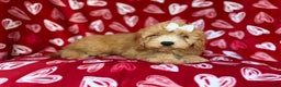 Mini Goldendoodle dogs for sale: Ruby - Ad 4