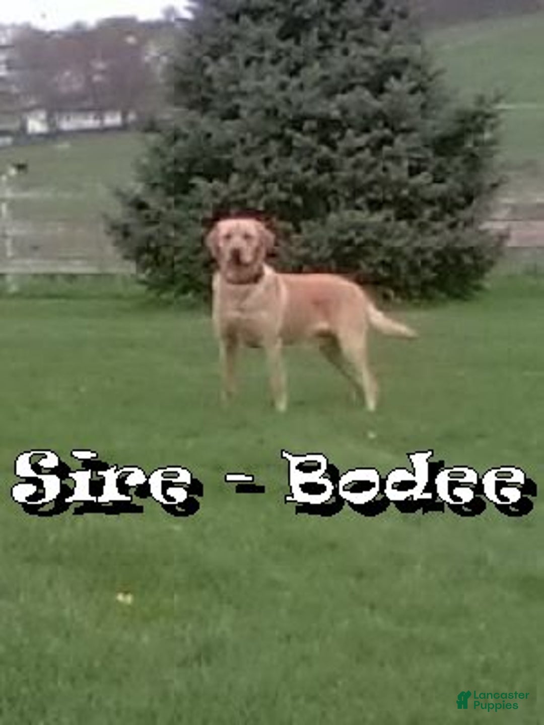 Labrador Retriever dogs for sale: Jax - Ad 11