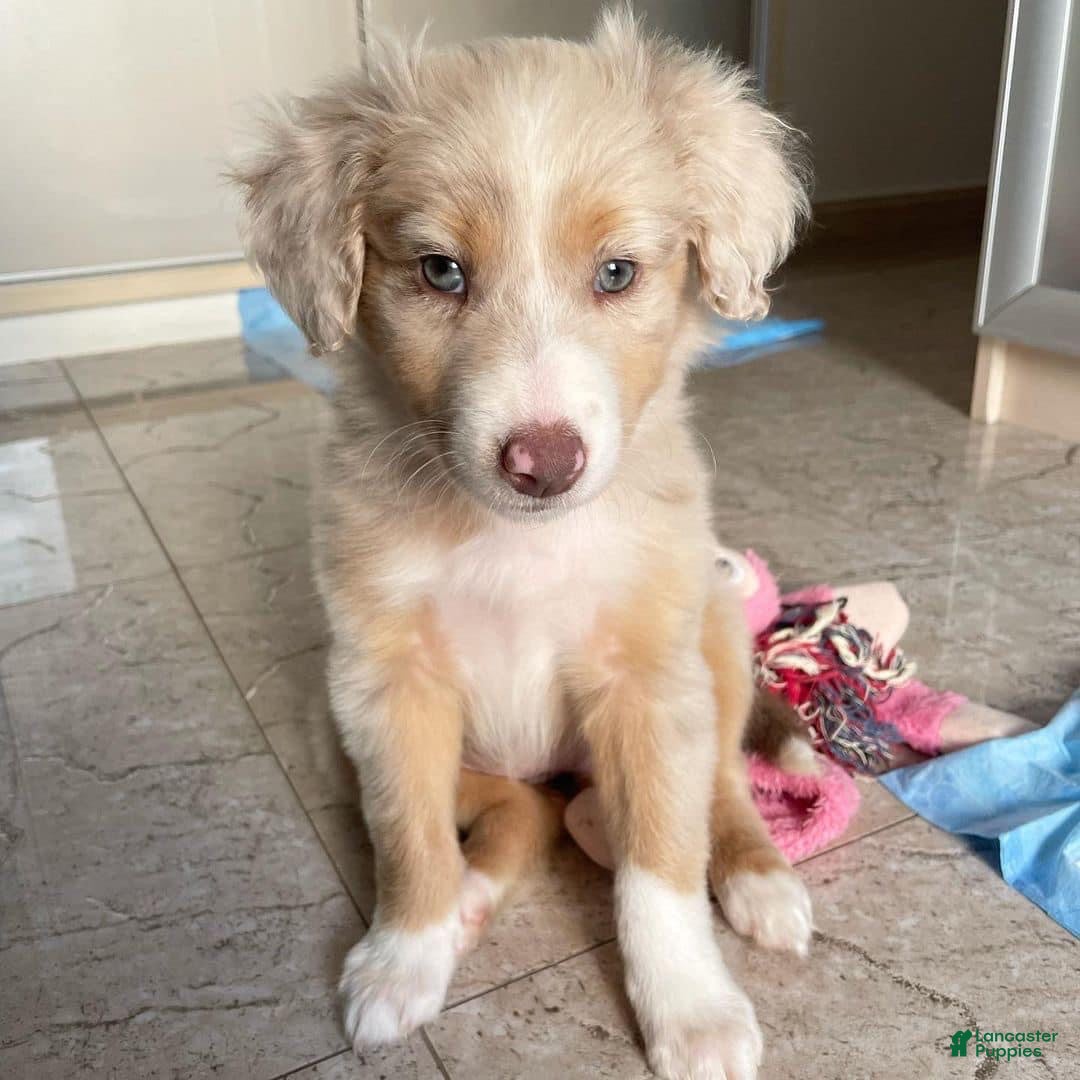 Australian Shepherd dogs Australian Shepherd 1 - Ad 40