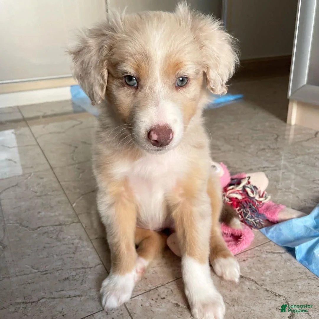Australian Shepherd dogs for sale: Australian Shepherd 1 - Ad 1