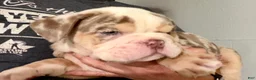 English Bulldog dogs for sale: Versace - Ad 110