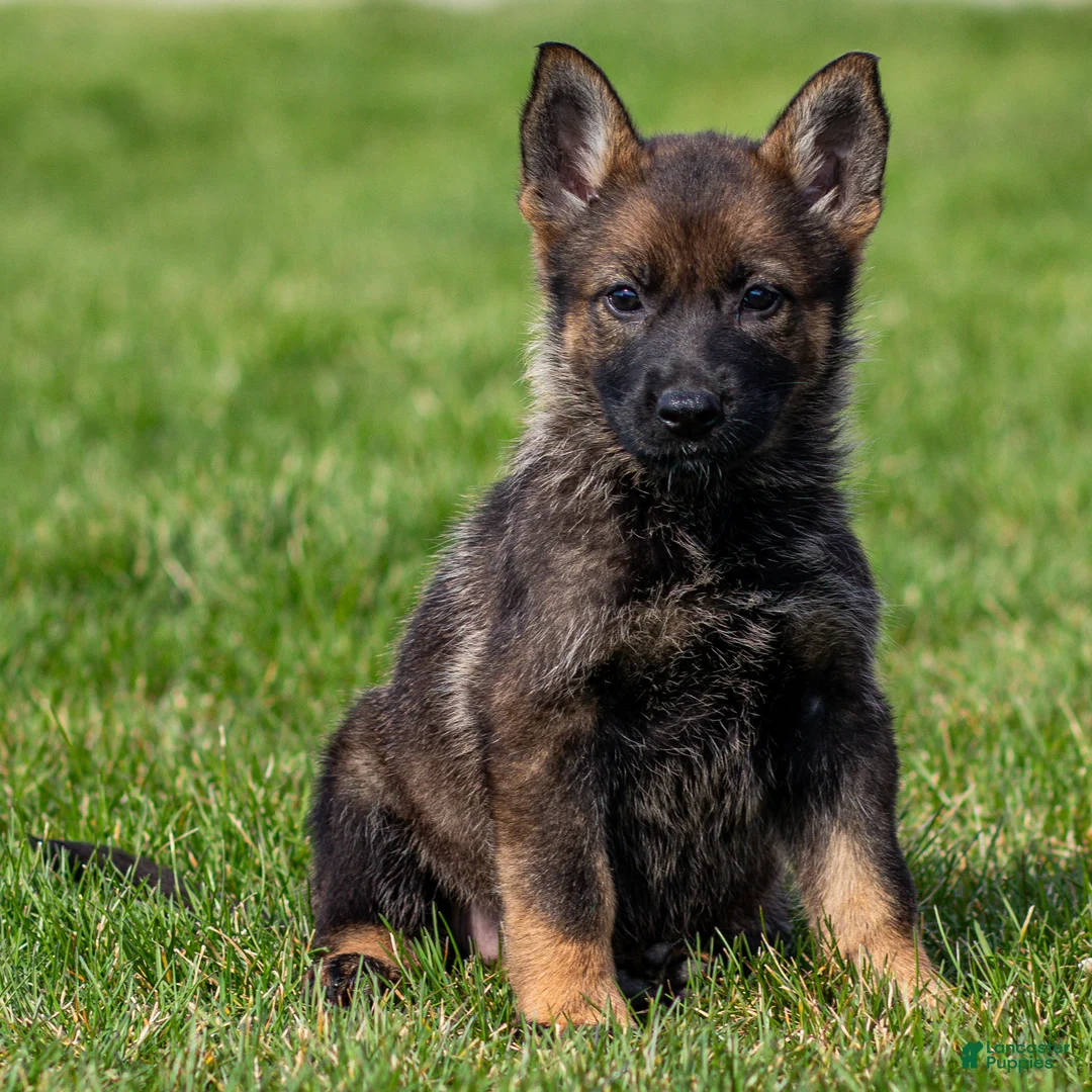 German Shepherd dogs for sale: Sherry German Shepherd Puppy  - Ad 2