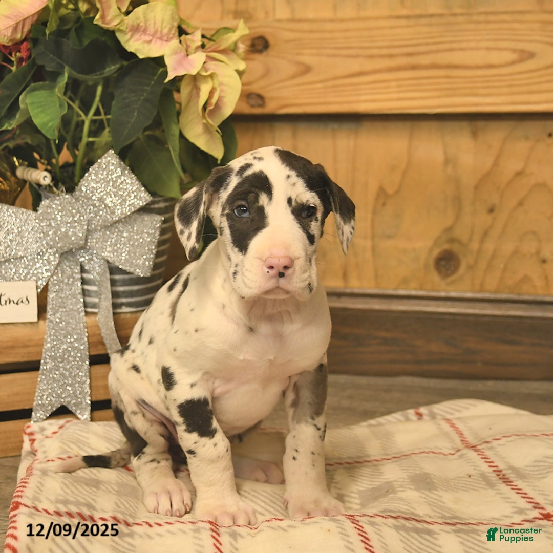 Great Dane dogs for sale: Angel  - Ad 2