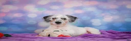 Mixed Breed dogs for sale: Clifford - Ad 6