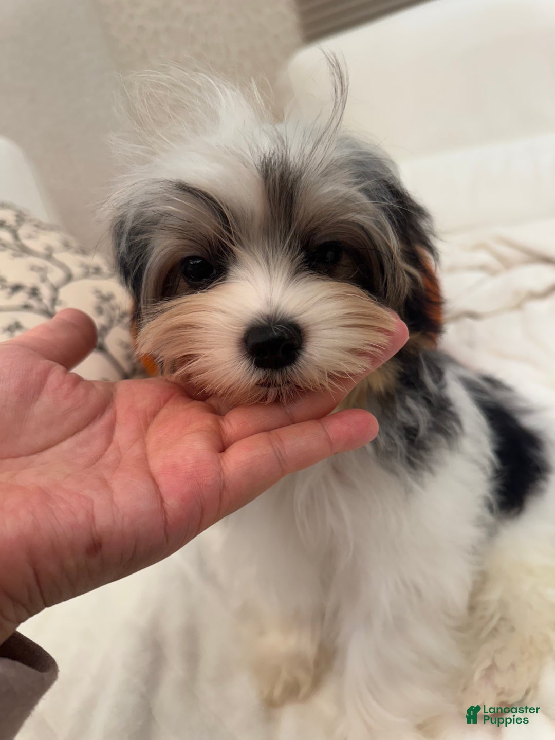 Morkie dogs for sale: Denis - Ad 7