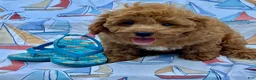 Cavapoo dogs for sale: Hector - Ad 3