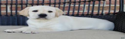 Labrador Retriever dogs for sale: Duke - Ad 6