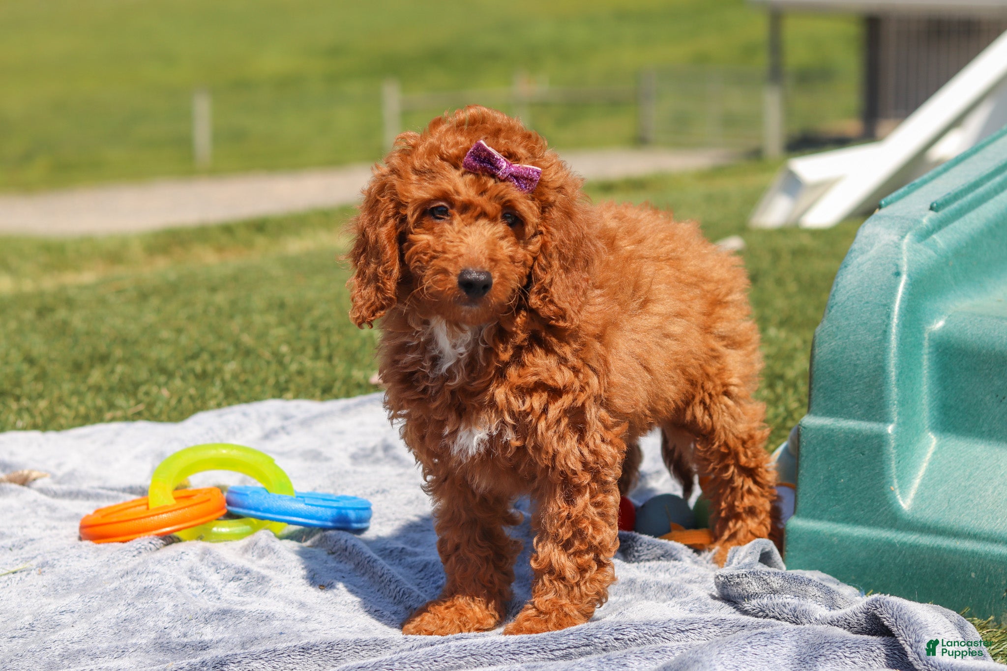 Miniature Labradoodle dogs Tonya - Ad 2