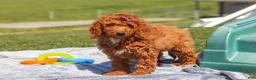 Miniature Labradoodle dogs for sale: Tonya - Ad 2