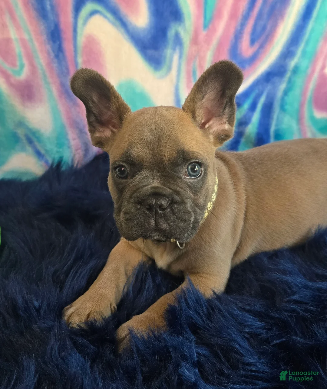 French Bulldog dogs for sale: Coco - Ad 1