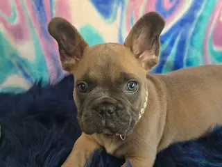 French Bulldog dogs for sale: Coco - Ad 2